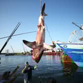 Porbeagle sharks, which eat fish like mackerel and herring, have many more reasons to be afraid of us, than we have of them (Picture: Maddie Meyer)