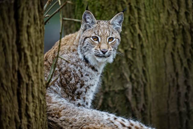 A pair of lynx have been spotted in the Highlands in a suspected illegal release, according to authorities