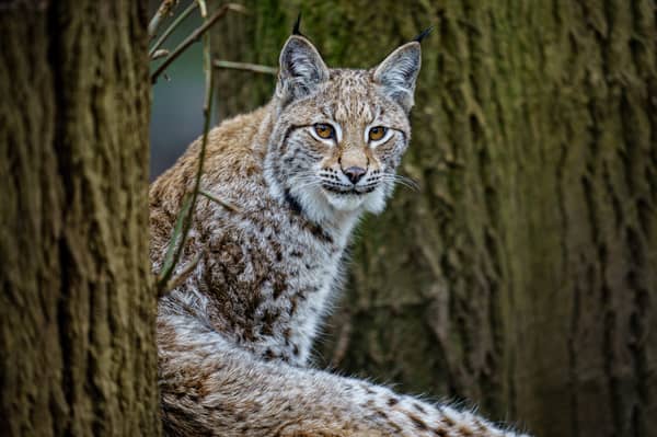 A second pair of lynx have been spotted in the Highlands.