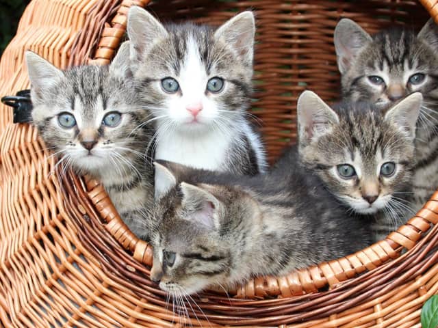 The most popular cat names of the last year have been revealed.