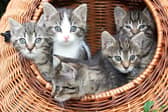 The most popular cat names of the last year have been revealed.