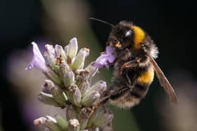 Bumblebees have evolved to end their winter hibernation in response to mild temperatures, but climate change means this is no longer a reliable guide (Picture: Christopher Furlong)