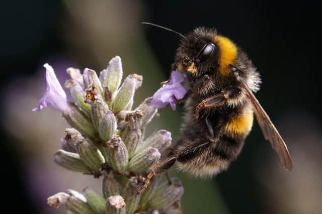 Bumblebees have evolved to end their winter hibernation in response to mild temperatures, but climate change means this is no longer a reliable guide (Picture: Christopher Furlong)