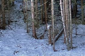 The two lynx shown on the loose in this image. Picture: RZSS
