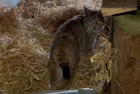 A screen grab taken of one of the two lynx, which were successfully captured in the Cairngorms National Park on Thursday, exploring their new home. Picture: Royal Zoological Society of Scotland/PA Wire