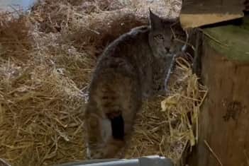 A screen grab taken of one of the two lynx, which were successfully captured in the Cairngorms National Park on Thursday, exploring their new home. Picture: Royal Zoological Society of Scotland/PA Wire