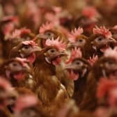Bird flu is rare in humans, but it can be serious or even deadly.