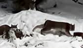 Lynx spotted in the Cairngorms National Park