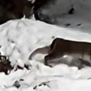 Lynx spotted in the Cairngorms National Park