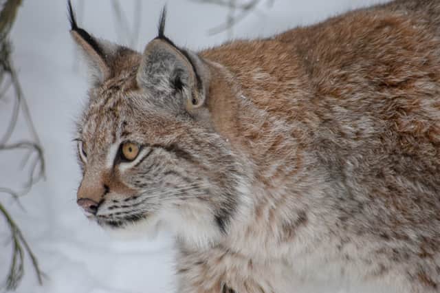 Lynx have distinctive pointed ears