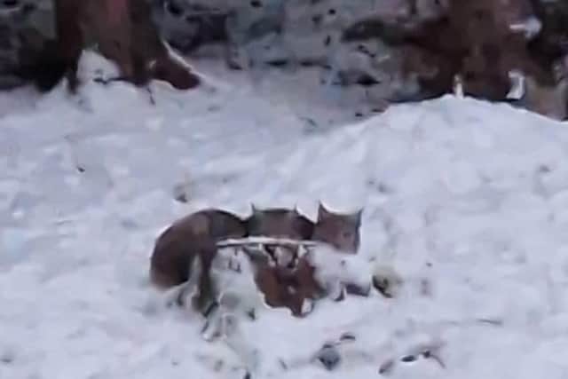 One pair of the cats found last week
