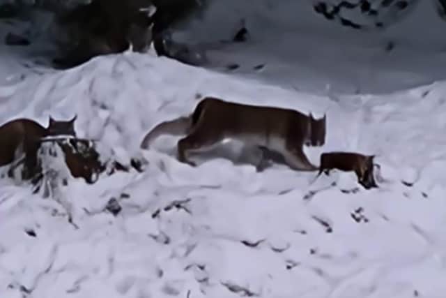 The lynx recaptured last week were fairly tame, according to experts, which led them to believe they were domesticated before their release