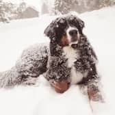 Dogs often enjoy playing in the snow, but you need to be careful as cold weather can lead to hypothermia and frostbite in dogs.