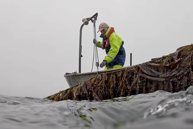 Lawrie - hand harvesting rope-grown wakame