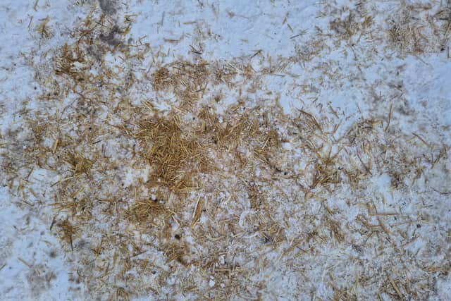 Straw, dead chicks and porcupine needles were found at the lay-by where the big cats are said to have been dumped