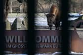 A wood bison is seen through the closed gates of the Tierpark zoo in Berlin. The Tierpark, as well as Berlin's second zoo the Zoologischer Garten, are closed due to the outbreak of the foot-and-mouth disease in a farm in the eastern federal state of Brandenburg, which surrounds Berlin