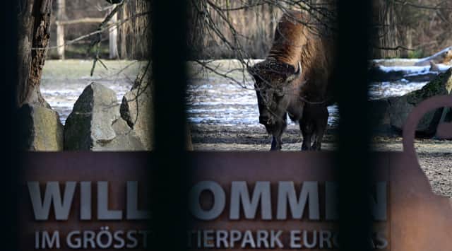 A wood bison is seen through the closed gates of the Tierpark zoo in Berlin. The Tierpark, as well as Berlin's second zoo the Zoologischer Garten, are closed due to the outbreak of the foot-and-mouth disease in a farm in the eastern federal state of Brandenburg, which surrounds Berlin