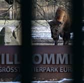 A wood bison is seen through the closed gates of the Tierpark zoo in Berlin. The Tierpark, as well as Berlin's second zoo the Zoologischer Garten, are closed due to the outbreak of the foot-and-mouth disease in a farm in the eastern federal state of Brandenburg, which surrounds Berlin