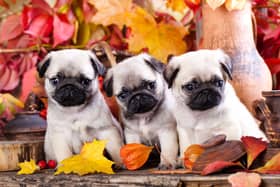 Choosing a name for a new puppy is a big decision.