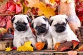 Choosing a name for a new puppy is a big decision.