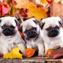 Choosing a name for a new puppy is a big decision.