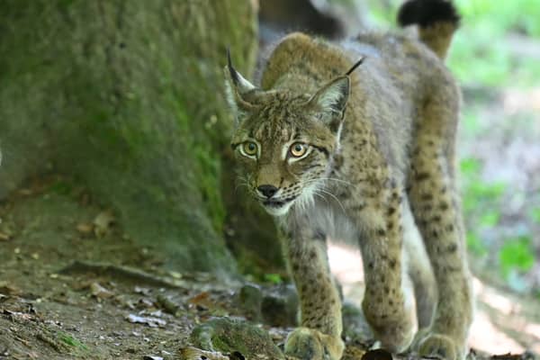 A lynx on the prowl at the Sainte-Croix animal park in eastern France (Picture: Jean-Christophe Verhaegen)
