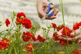 Gardening is beneficial in many ways (Picture: Scott Barbour)