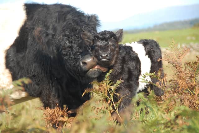 Belted Galloways have been described as powerhouses when it comes to helping nature