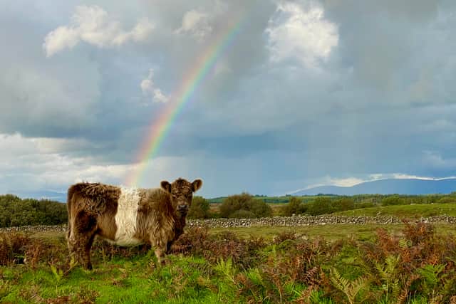 Belted Galloways are a native breed in Scotland being used for nature restoration projects