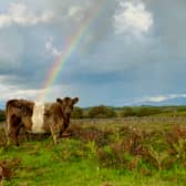 Belted Galloways are a native breed in Scotland being used for nature restoration projects 