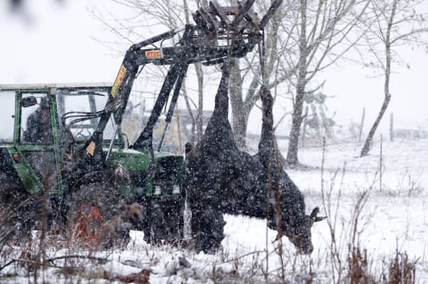 A dead water buffalo is removed from a farm in Hoppegarten near Berlin earlier this month after the country's first reported cases of foot-and-mouth disease since 1988 (Picture: Odd Andersen)