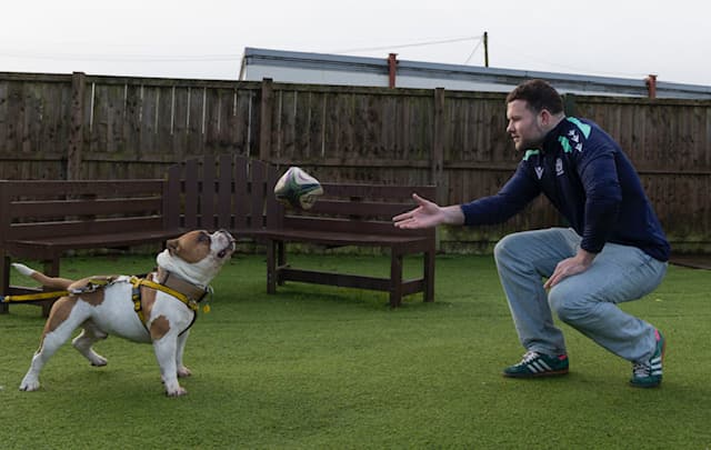 Pocket bulldog plays ball with Scottish rugby star