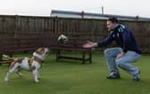 Pocket Bulldog Moss plays ball with Scottish rugby star Ewan Ashman at Dogs Trust West Calder.