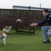 Pocket Bulldog Moss plays ball with Scottish rugby star Ewan Ashman at Dogs Trust West Calder.