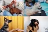 Some dogs just want to be as close to their owners as possible - like they are made from velcro.