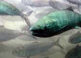 The String of Pearls jellyfish has been blamed for the deaths of hundreds of thousands of salmon