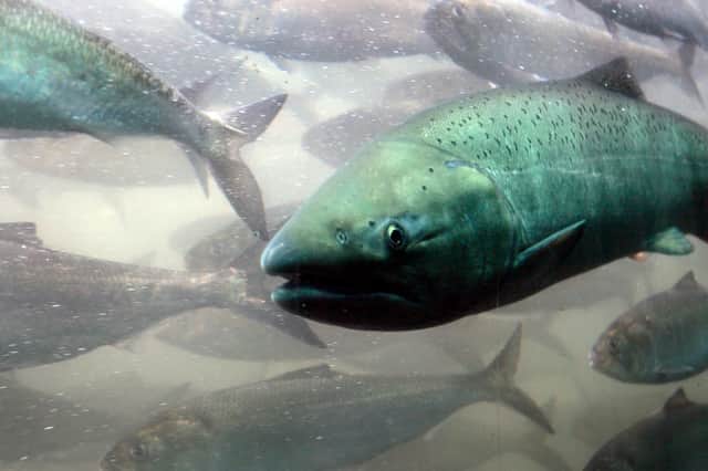The String of Pearls jellyfish has been blamed for the deaths of hundreds of thousands of salmon