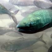 The String of Pearls jellyfish has been blamed for the deaths of hundreds of thousands of salmon
