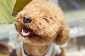Some dogs just can't help but exude happiness.