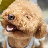 Some dogs just can't help but exude happiness.