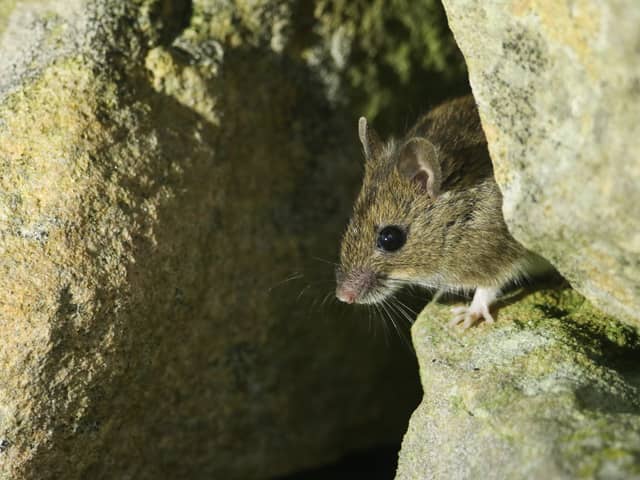 Testing on animals like mice should be phased out, Irene Campbell MP argued