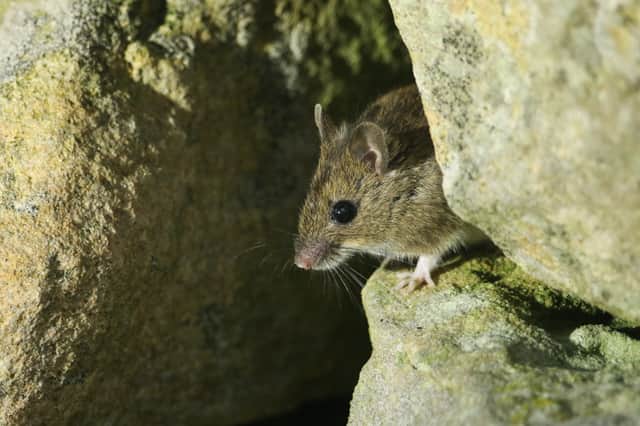 Testing on animals like mice should be phased out, Irene Campbell MP argued