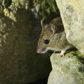 Testing on animals like mice should be phased out, Irene Campbell MP argued