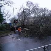 Workers remove a fallen tree on Regent Road, Edinburgh as Storm Eowyn hits the country.