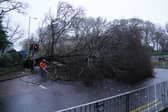 Workers remove a fallen tree on Regent Road, Edinburgh as Storm Eowyn hits the country.
