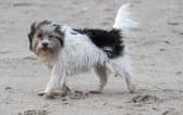 These are the six most common health conditions in pets and the steps you can take to protect them. 