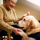 Therapy dogs provide a crucial service in hospitals, hospices and care homes.