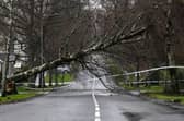Storm Eowyn downed trees across the country, including this one in Helensburgh (Picture: Andy Buchanan)
