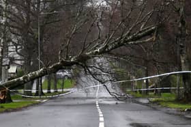Storm Eowyn downed trees across the country, including this one in Helensburgh (Picture: Andy Buchanan)