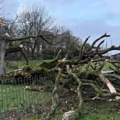 The Darnley Sycamore in the southside of Glasgow, which is linked to Mary Queen of Scots and an important local landmark, was badly damaged in Friday's storm.